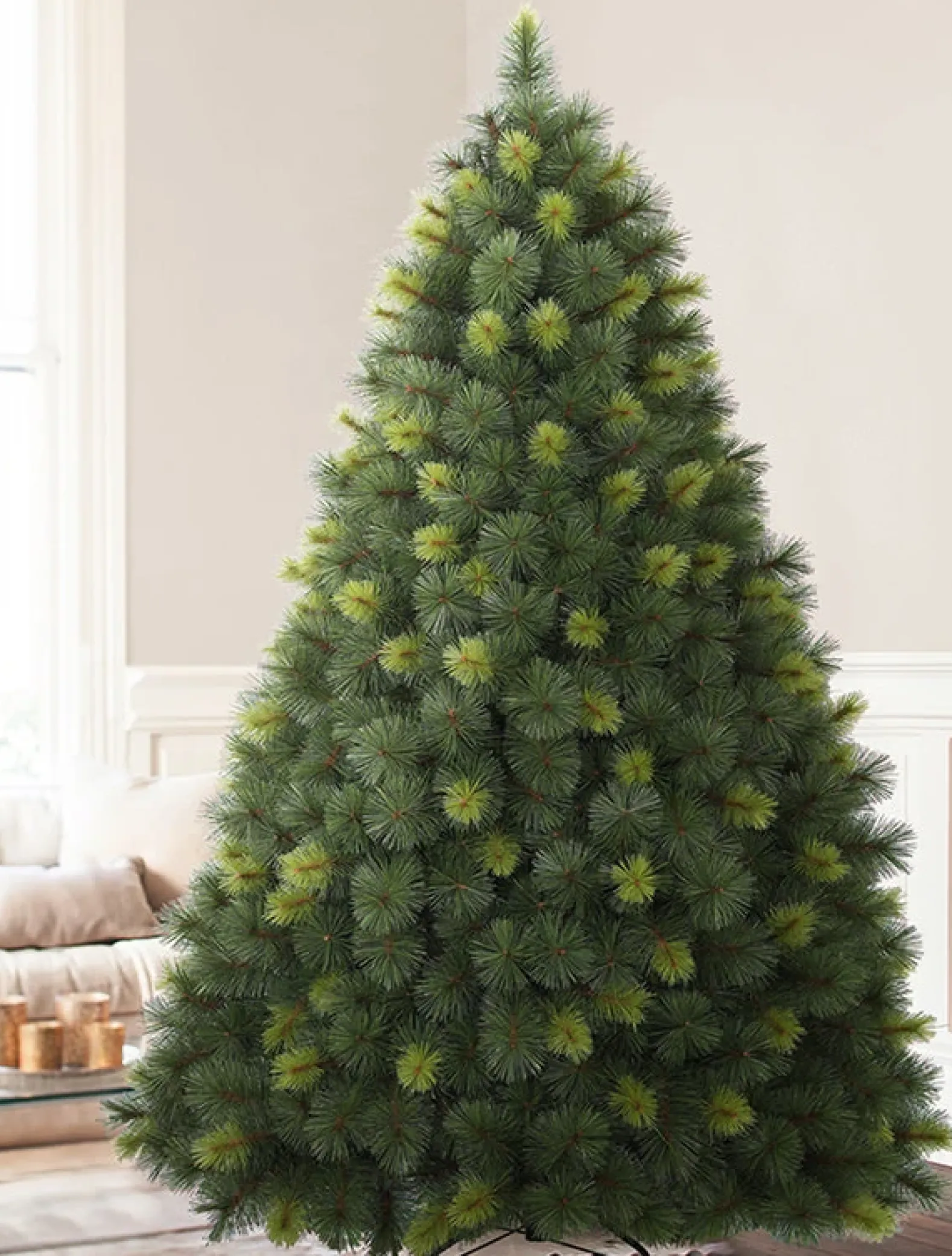 Scotch Pine Trees