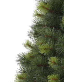 Scotch Pine Trees
