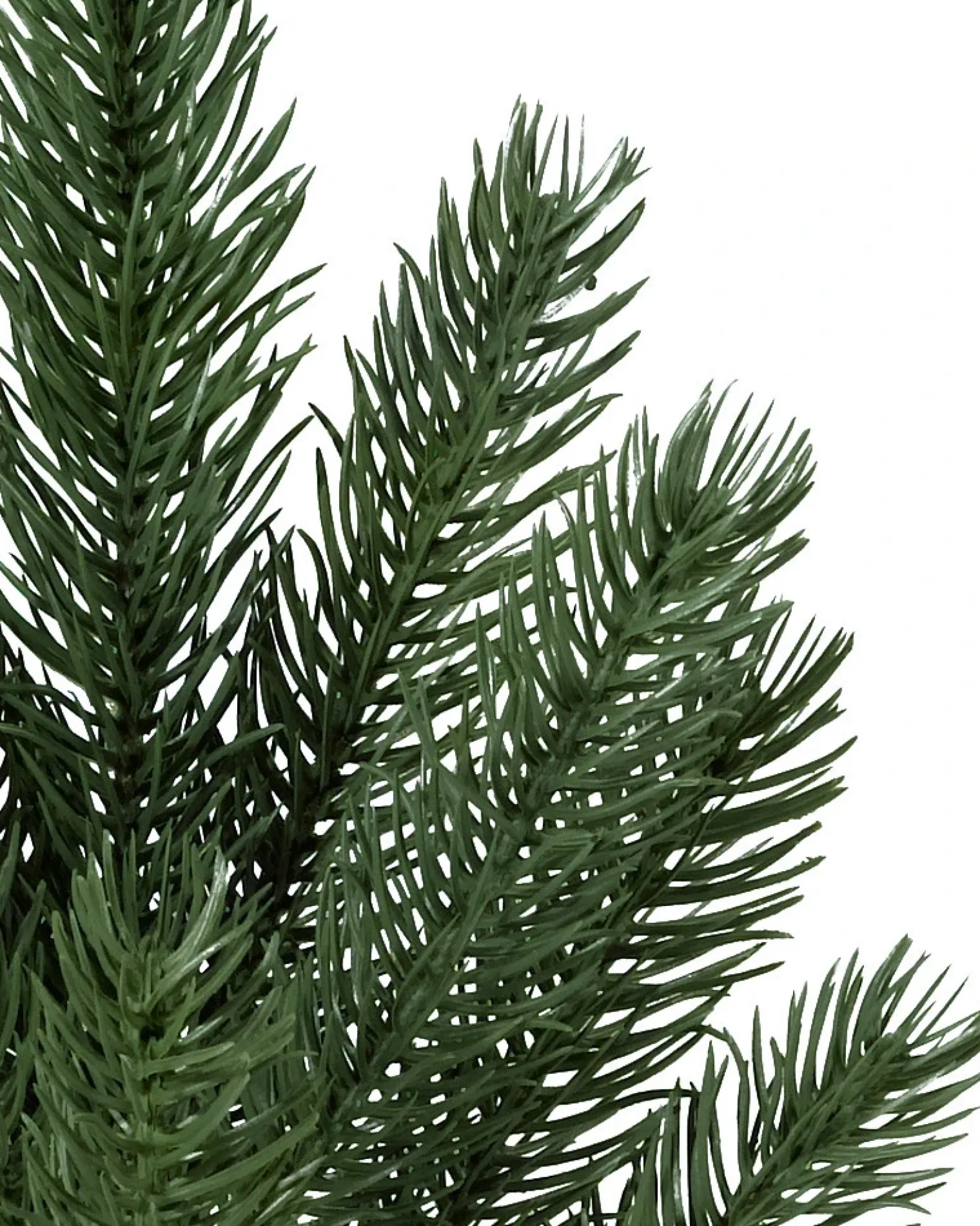 Vermont White Spruce® Trees