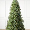 Woodland Spruce Trees