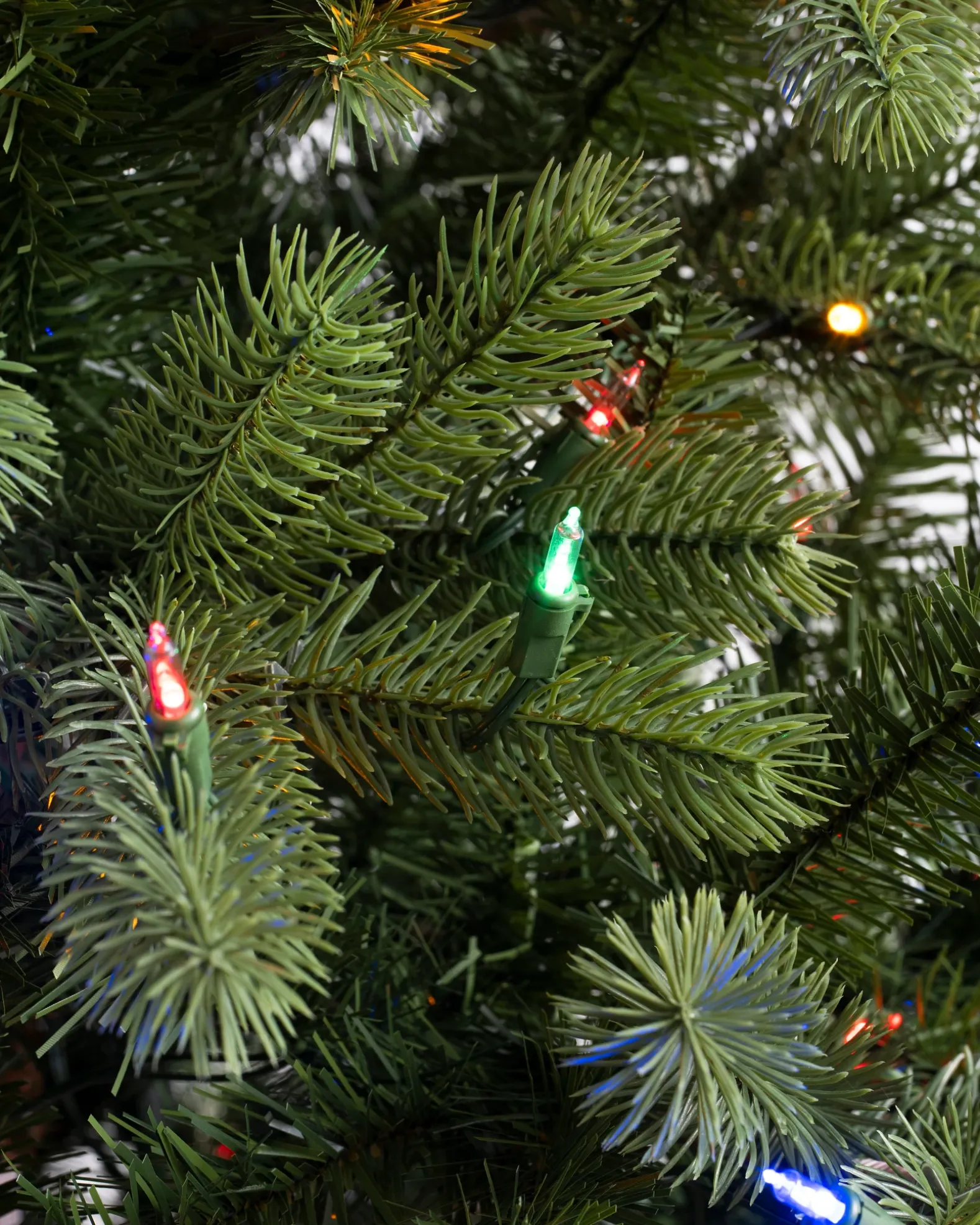 Woodland Spruce Trees